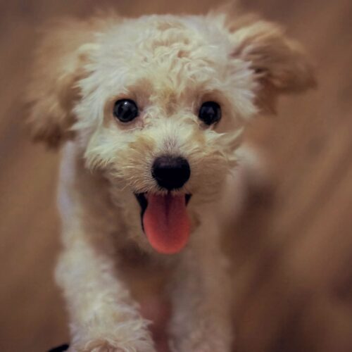 Preparing for a New Puppy part II