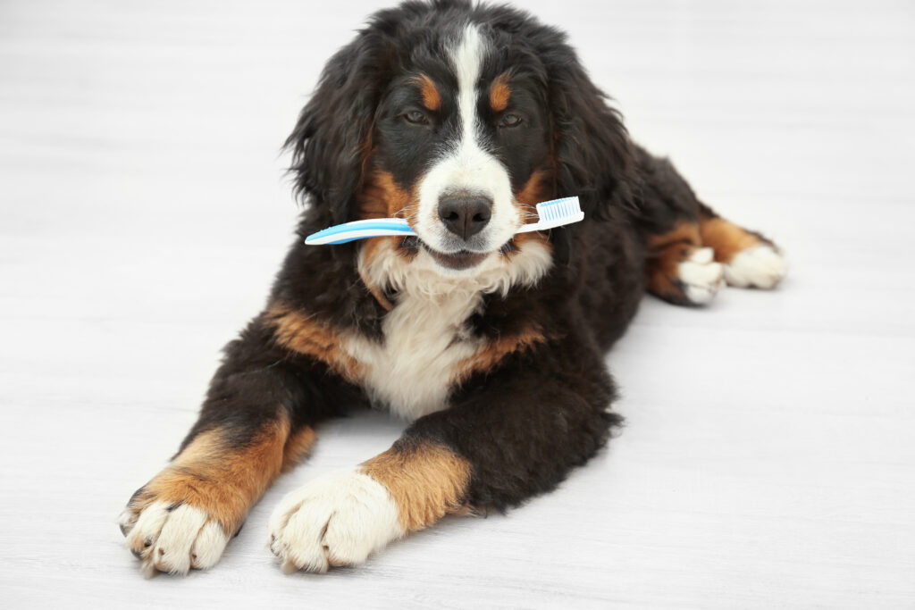 Pet Dental health