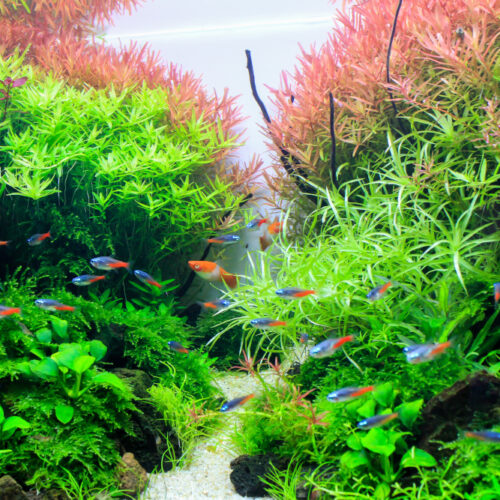 What is Aquascaping?