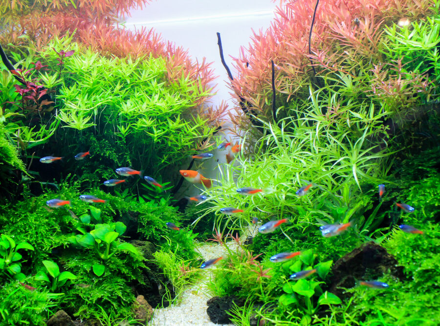 What is aquascaping?