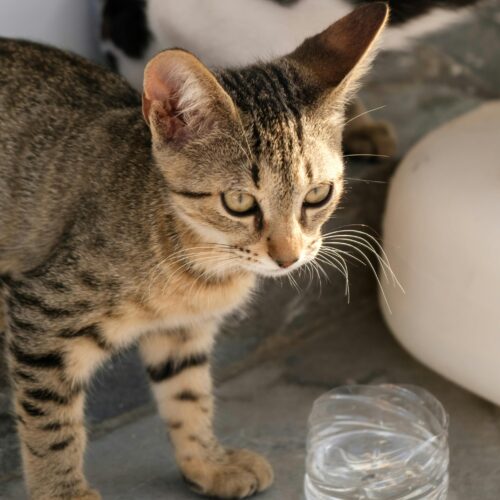 Keep Your Pets Safe When You’re Away from Home