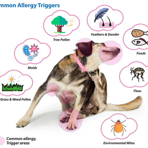 Signs of Allergies in your Dog or Cat