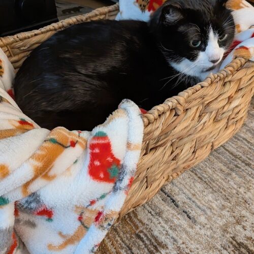 What is Single Cat Syndrome?