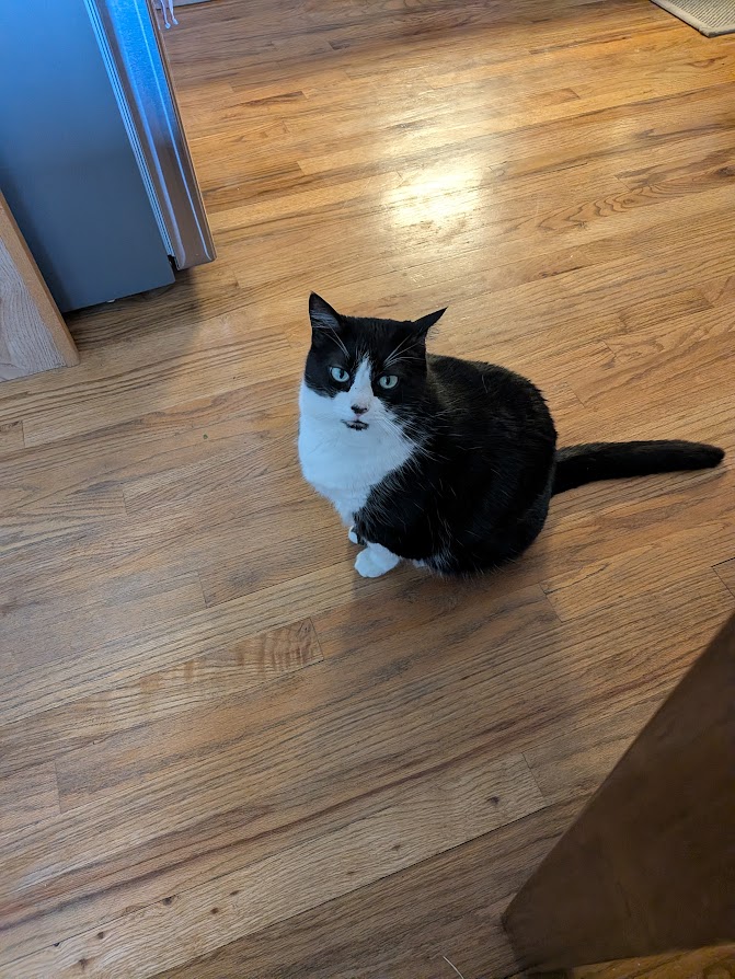 what is single cat syndrome? Monica the tuxedo cat sitting in the kitchen