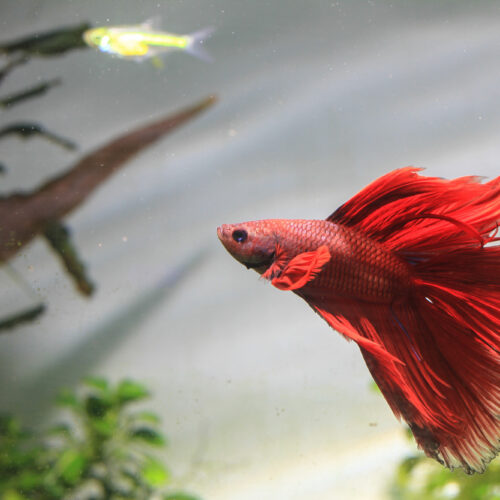 Betta Fish 101: What You Really Need to Know