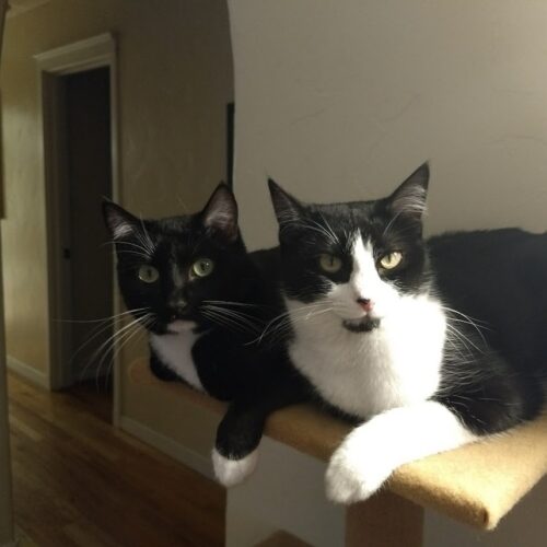 10 Tips for Introducing Two Cats to Each Other